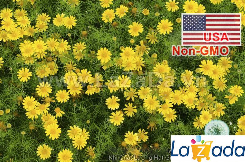 1000.HẠT Hạt Giống Hoa Cúc Sao Băng USA (| -KD: B25*V74)