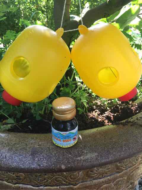 Diệt ruồi đục trái an toàn cho con người - cây trồng