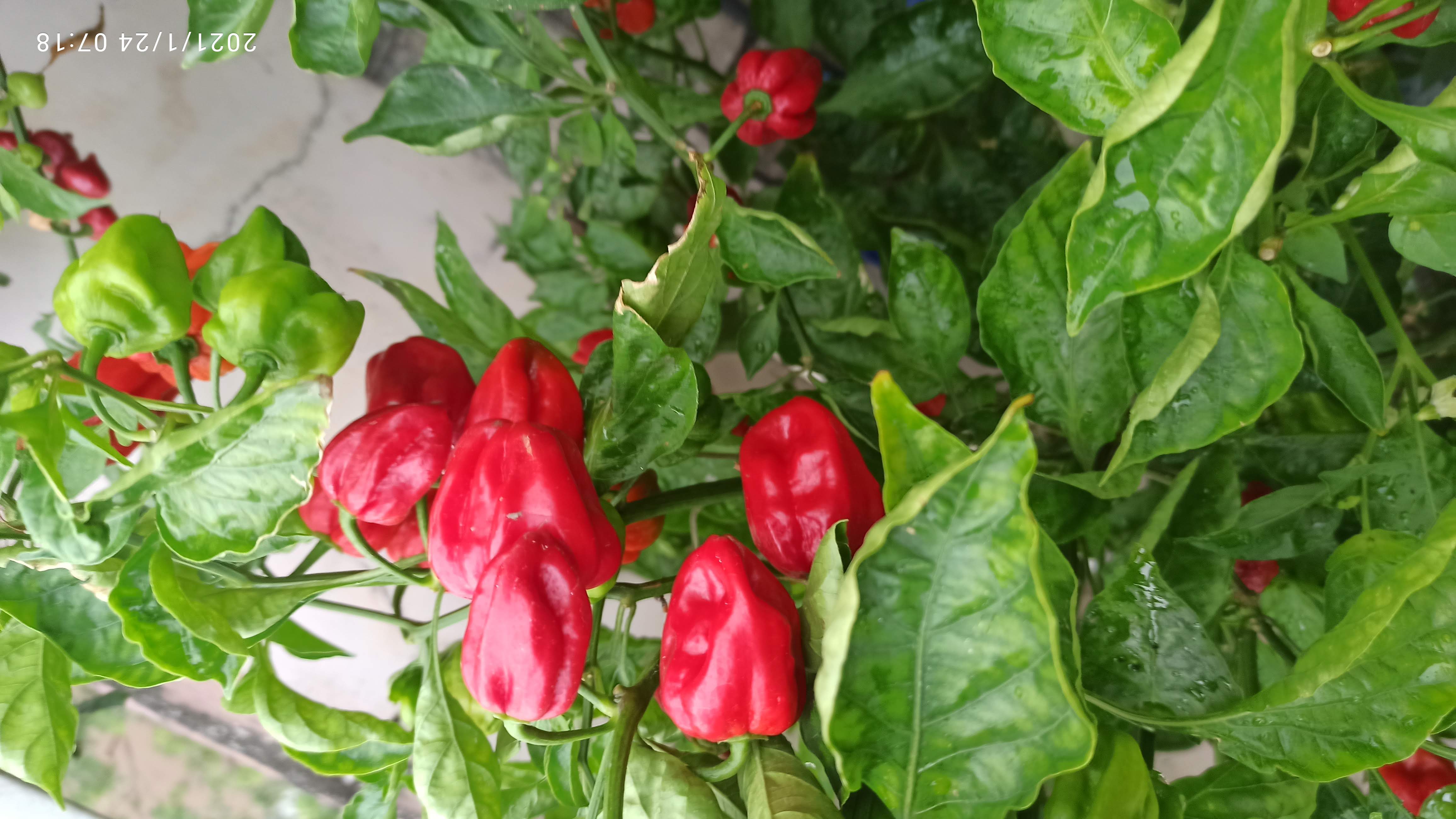 [HCM]hạt ớt HABANERO ĐỎ ( MỸ)