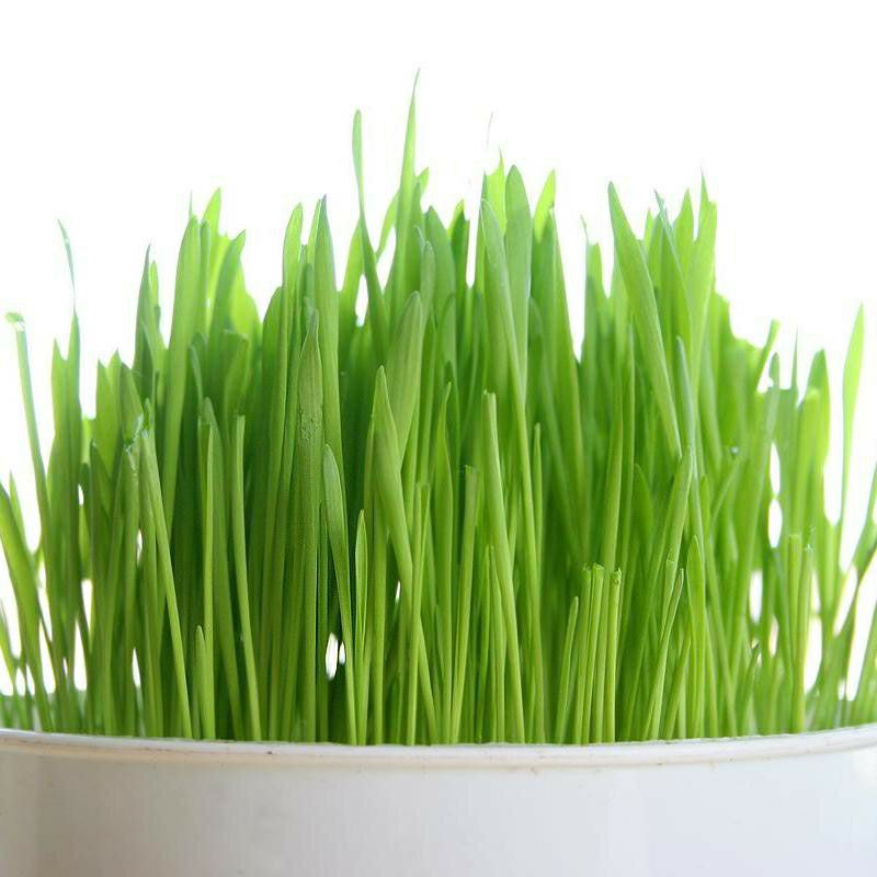 hạt giống mầm lúa mạch - gói 100gr