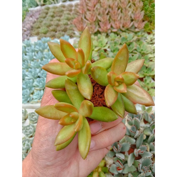 Sen Đá Lửa Mini, Xuất Xứ Đà Lạt, Lỗi 1 Đổi 1 ❣️