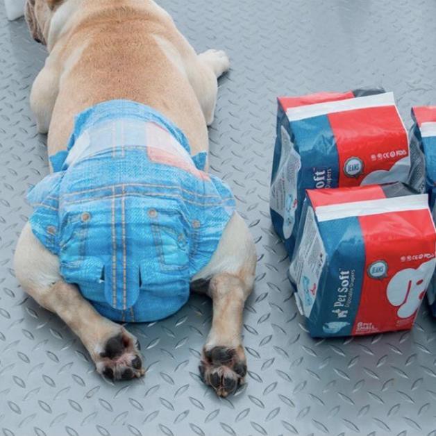 Bỉm Quần Cho Chó Mèo Pet Soft (12 Miếng) Cao Cấp Thấm Tốt - [Nông Trại Thú Cưng]