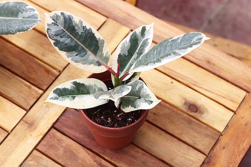Cây Đa Cẩm Thạch Sô Cô La (Marble Rubber Tree, Ficus Elastica Tineke) 20cm