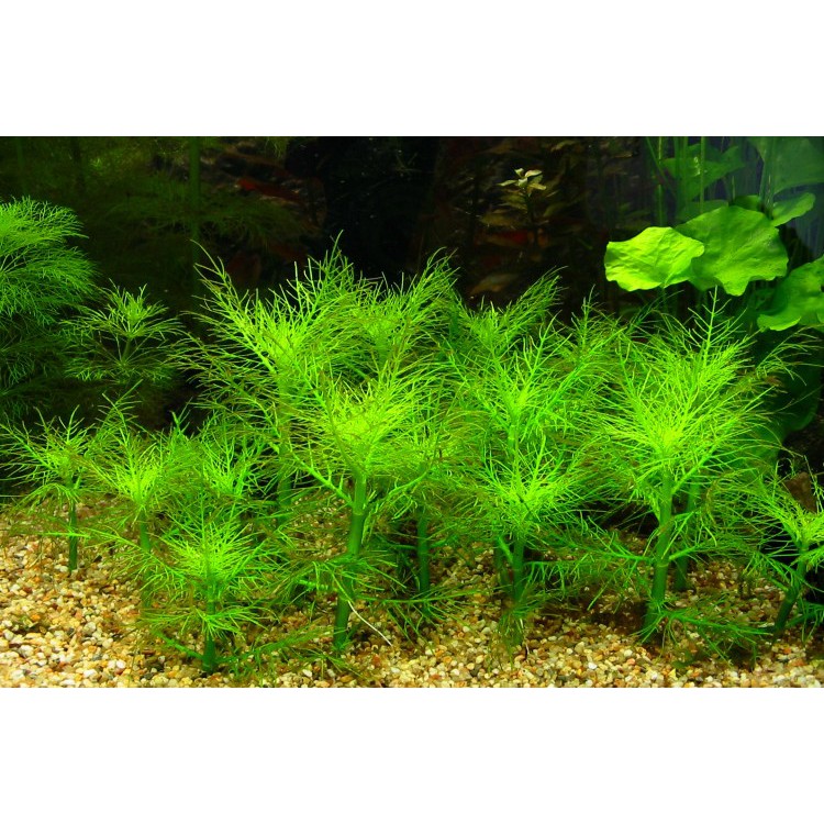 7 heads Willow scented aquarium