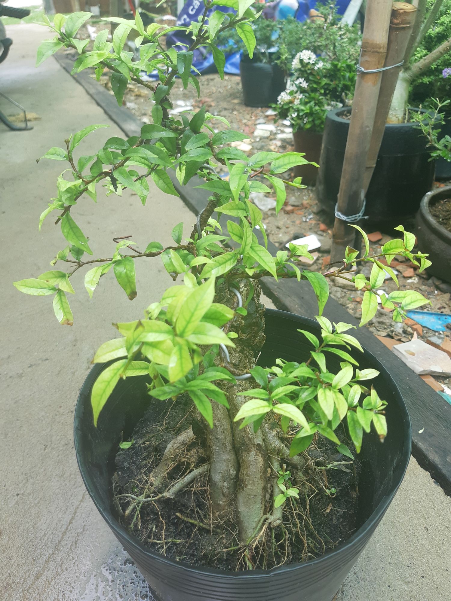 Mai chiếu thủy bonsai gốc gân