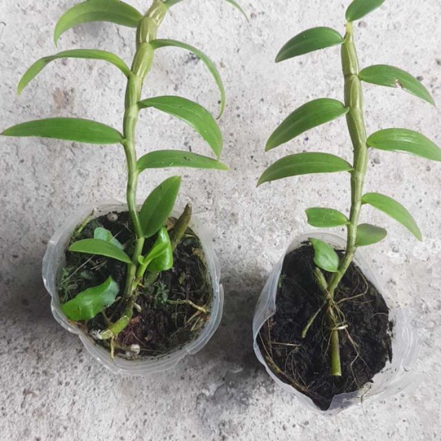 Cây giống hoa lan Ám Xước YaLy ( hàng nhân kie 15-25cm)