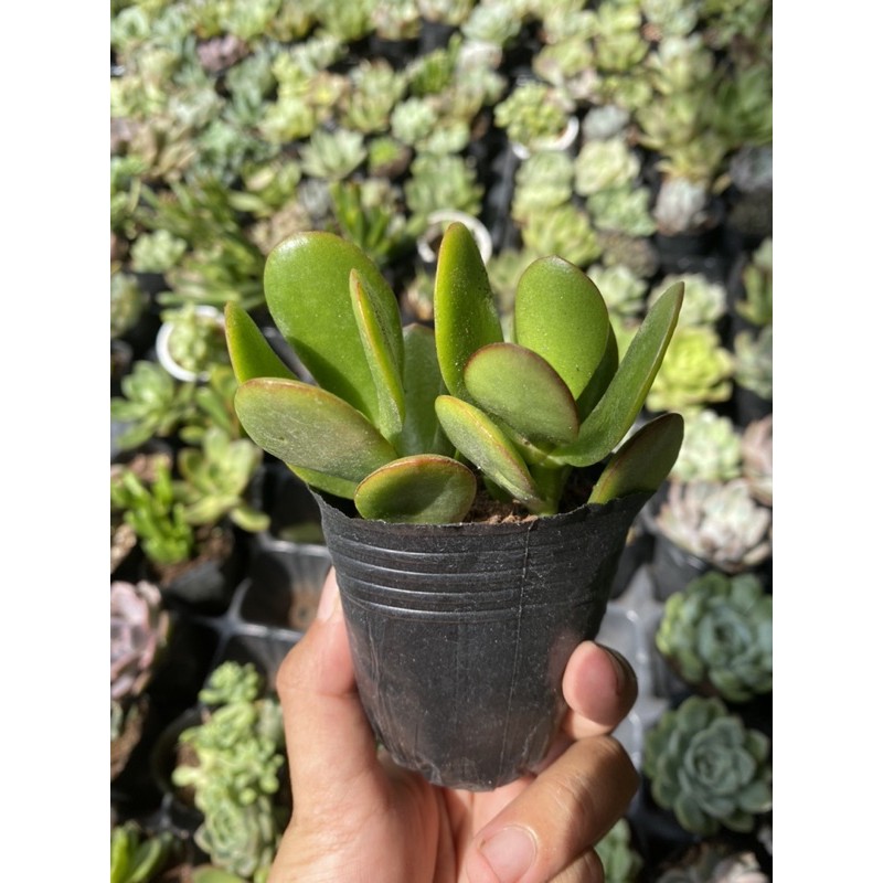 Sen Đá Thạch Bích 5cm