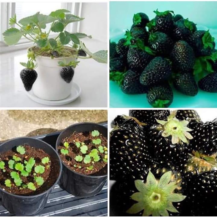 "Gói 100 Hạt " Hạt Giống Dâu Tây Đen Chịu Nhiệt