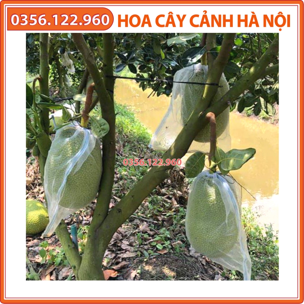 10 Túi Bọc Mít kích thước 40x50cm