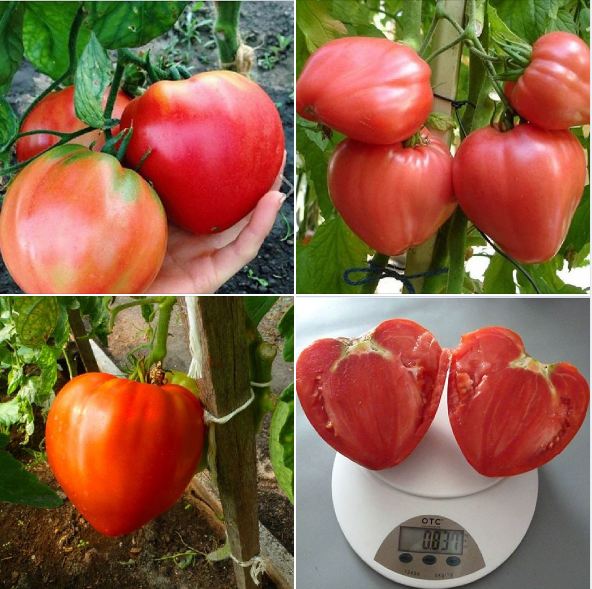 Bộ 4 gói cà chua đủ màu (cà chua đen+cà chua bi lùn đỏ +vàng+cà chua trái tim )