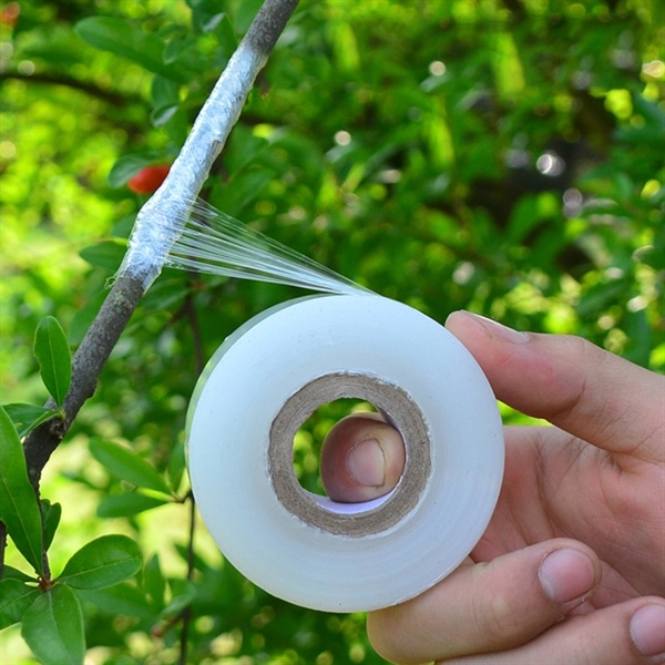 Cuộn băng keo quấn cành cây chiết cành