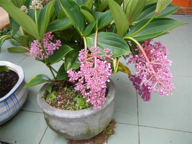 Cây hòn ngọc viễn đông