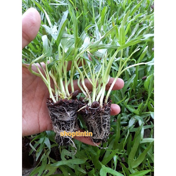 Combo 10 Bụi cây giống rau muống hạt ươm vỉ ( chỉ giao hỏa tốc tp Hcm)