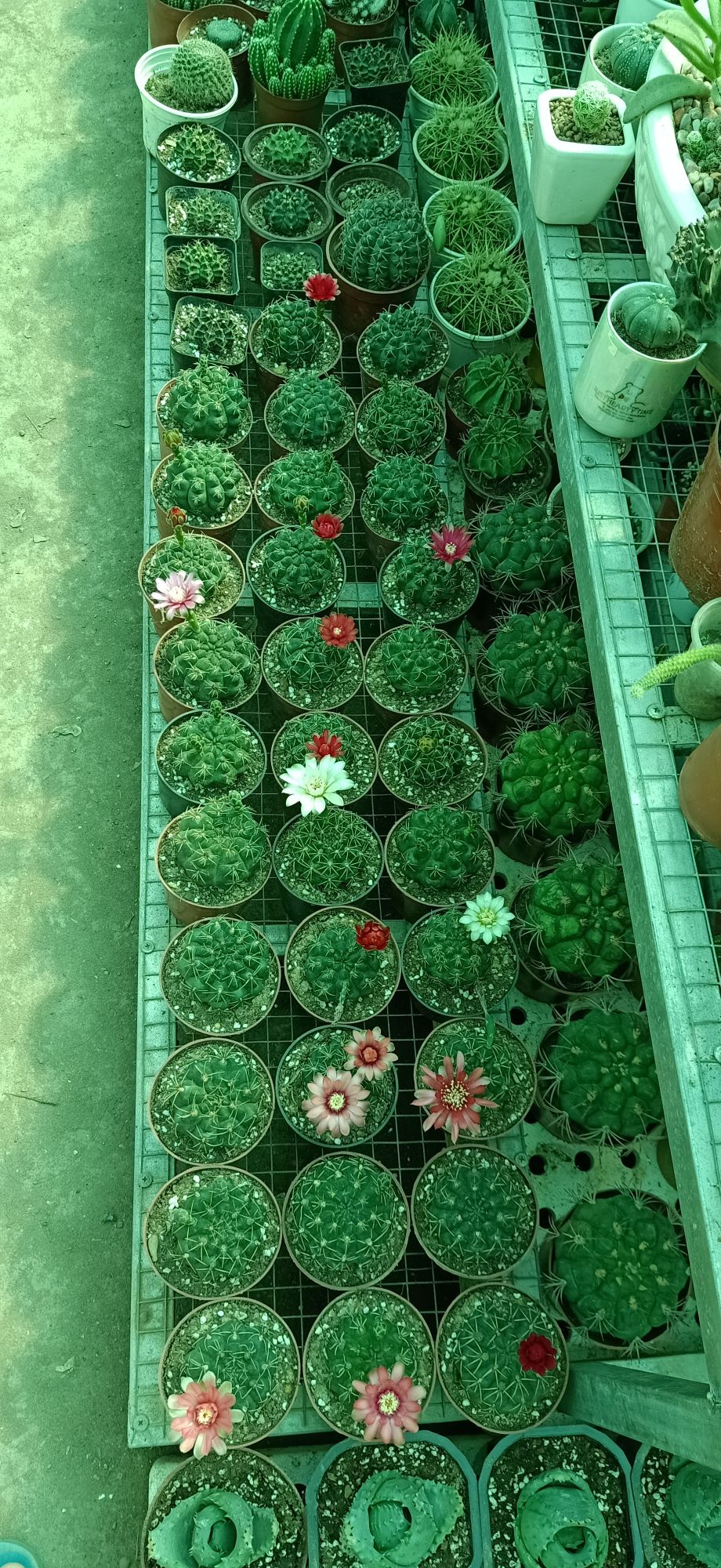 xương rồng thần long 3-4cm