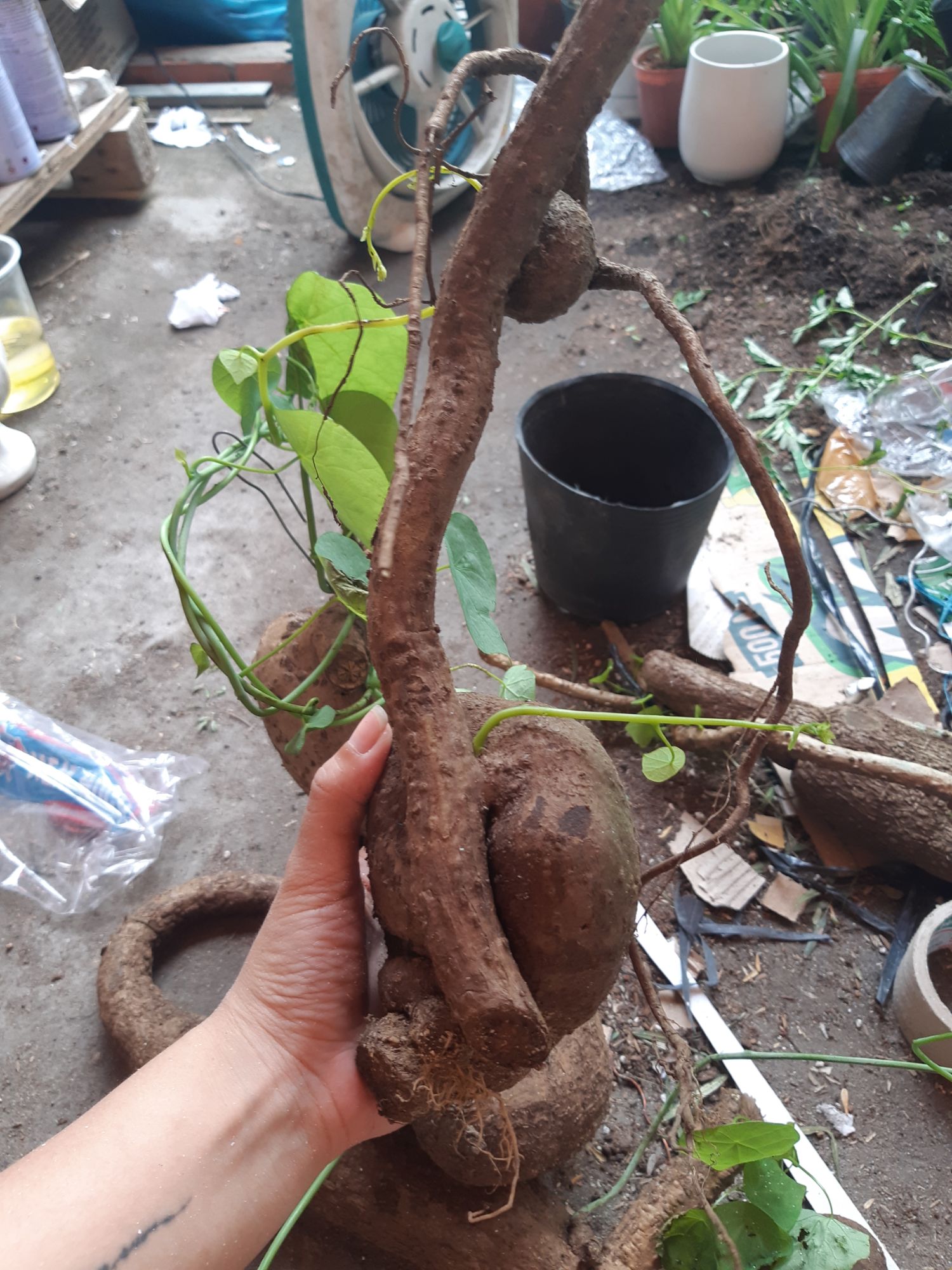 củ bình vôi