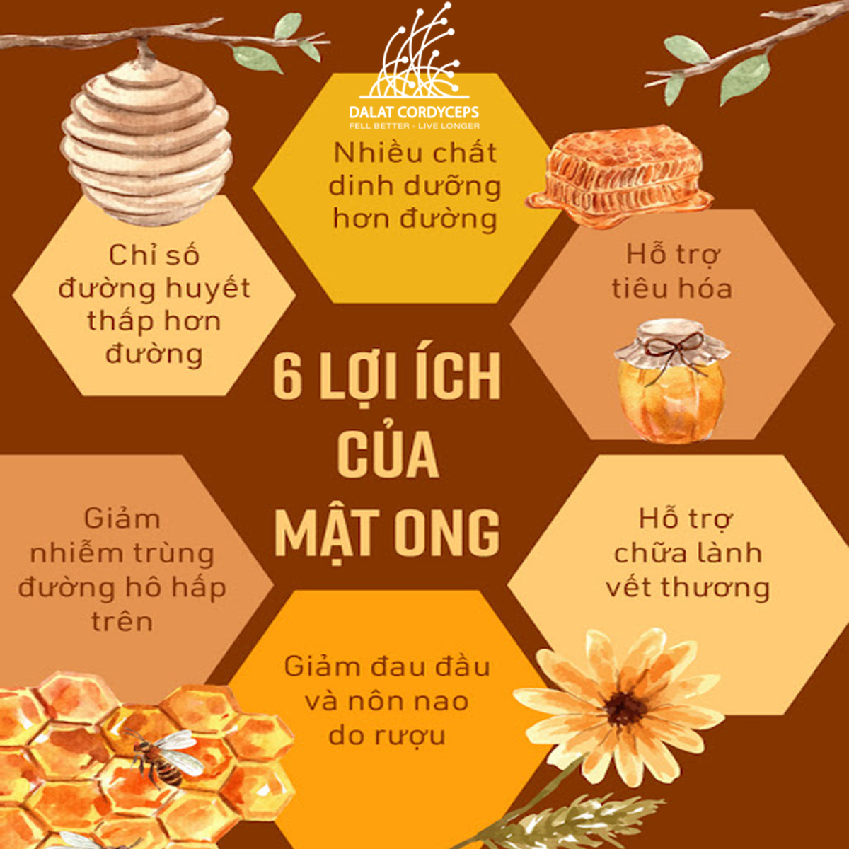 Mật ong nguyên chất hoa cà phê - Dalat Cordyceps