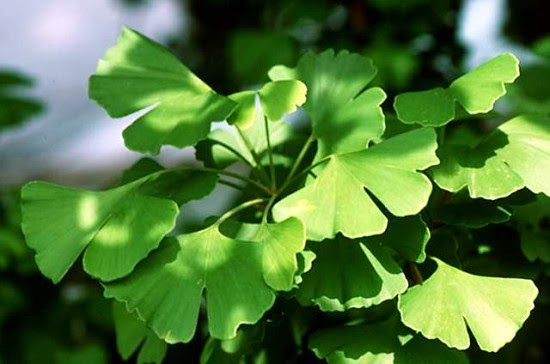 Gói 2 hạt giống Bạch quả ginkgo