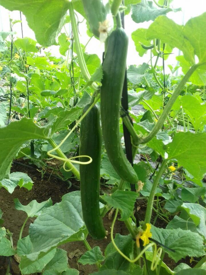 Hạt giống dưa chuột dài dưa kiếm nhật- 10 hạt/gói- tặng 1 gói kích hạt nảy mầm