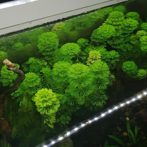 Cây thủy sinh Tiểu Bảo Tháp