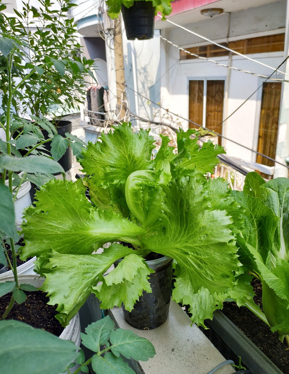 Hạt giống xà lách cuộn giòn Minetto