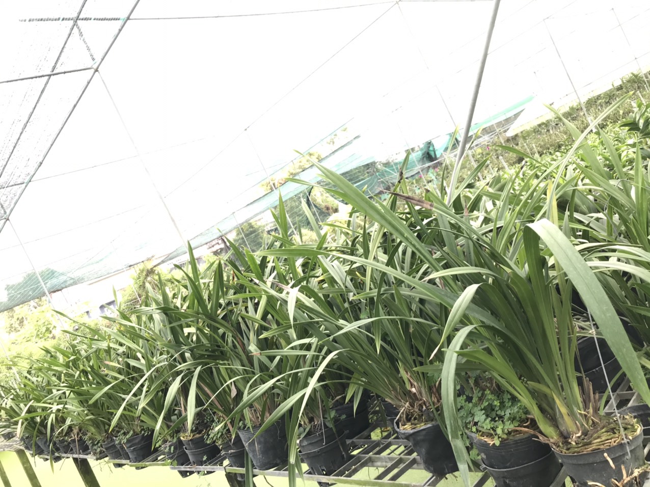 Địa lan hương cát cát