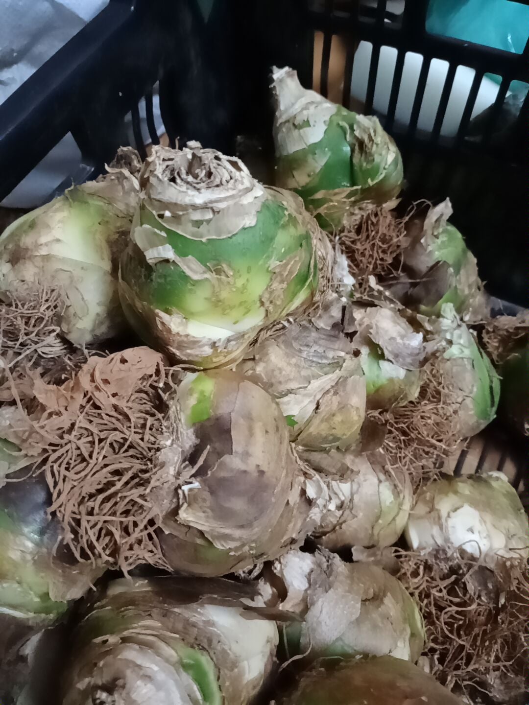 Củ giống hoa thiên nga mắt ngọc - 1 củ