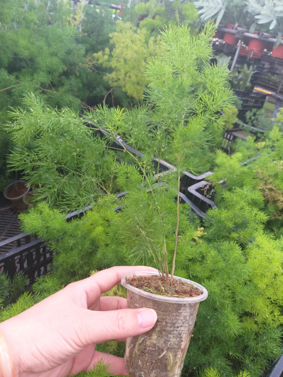 Cây tùng nho ( tùng gai)  - Ming Fern chậu ly