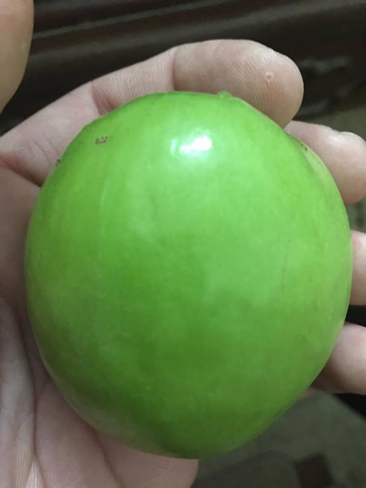Cây Táo T5 Giống Mới