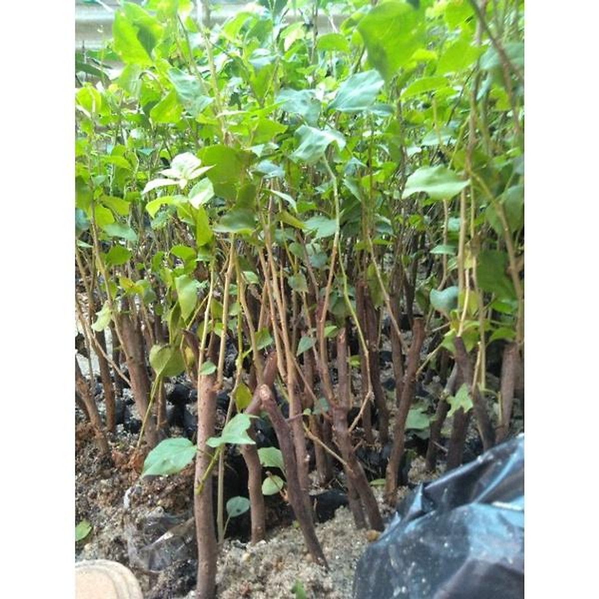 CÂY HOA GIẤY NGŨ SẮC CHUẨN ĐẸP