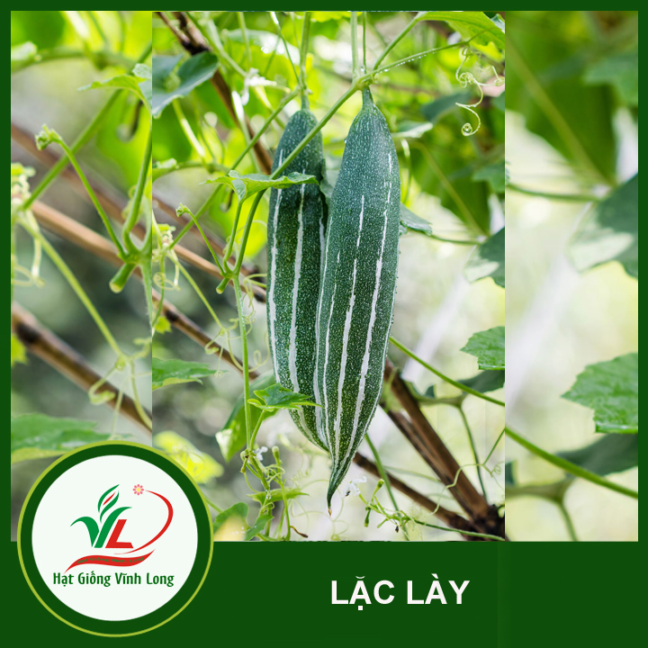 Hạt giống Lặc lày RD 248 - 2g