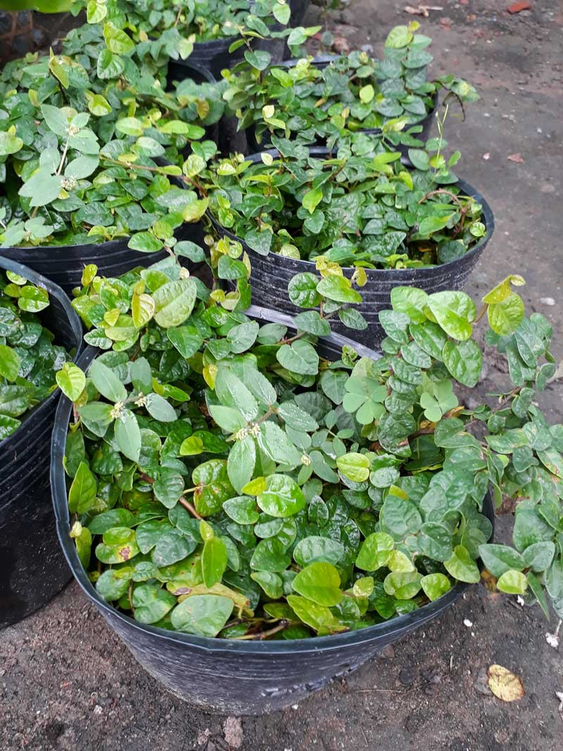 Cây giống Cây Thằn Lằn Leo Tường - CayGiongTot