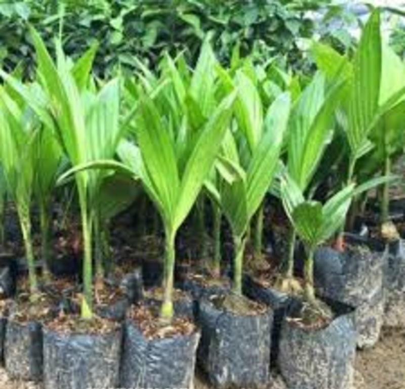 CÂY GIỐNG CAU LÙN TỨ QUÝ
