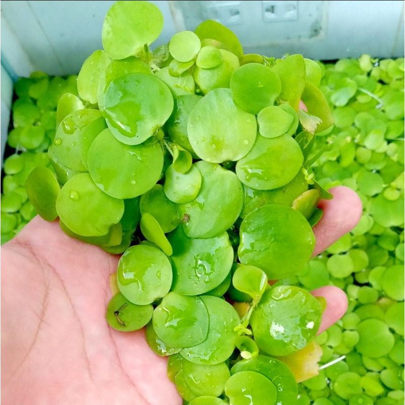 BÈO NHẬT - Phụ kiện trang trí hồ cá cảnh - trang trí hòn non bộ giá rẻ