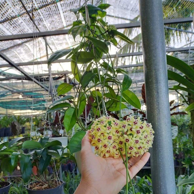 Cây hoa lan cẩm cù màu vàng siêu hoa