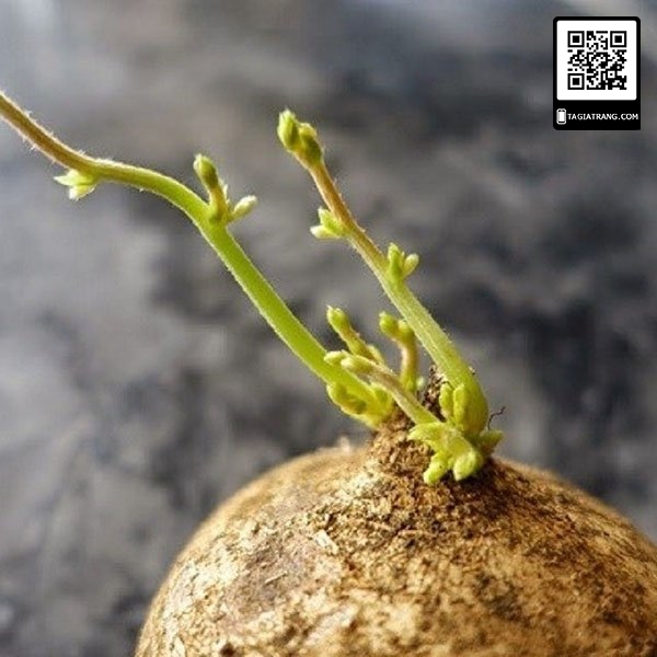 Hạt giống củ đậu (củ sắn) - Gói 5g