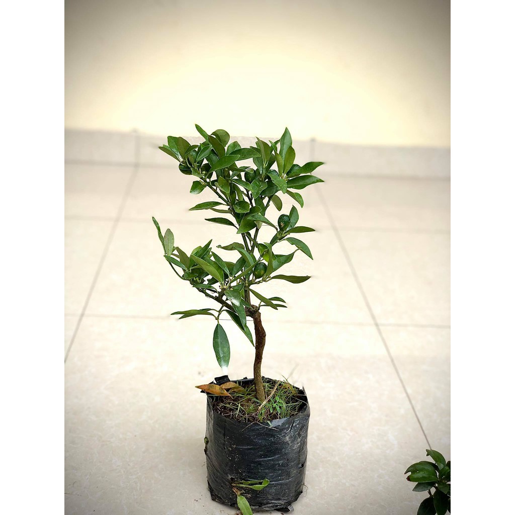 Cây quất ngọt - cây tắc ngọt thái lan (ảnh thật)