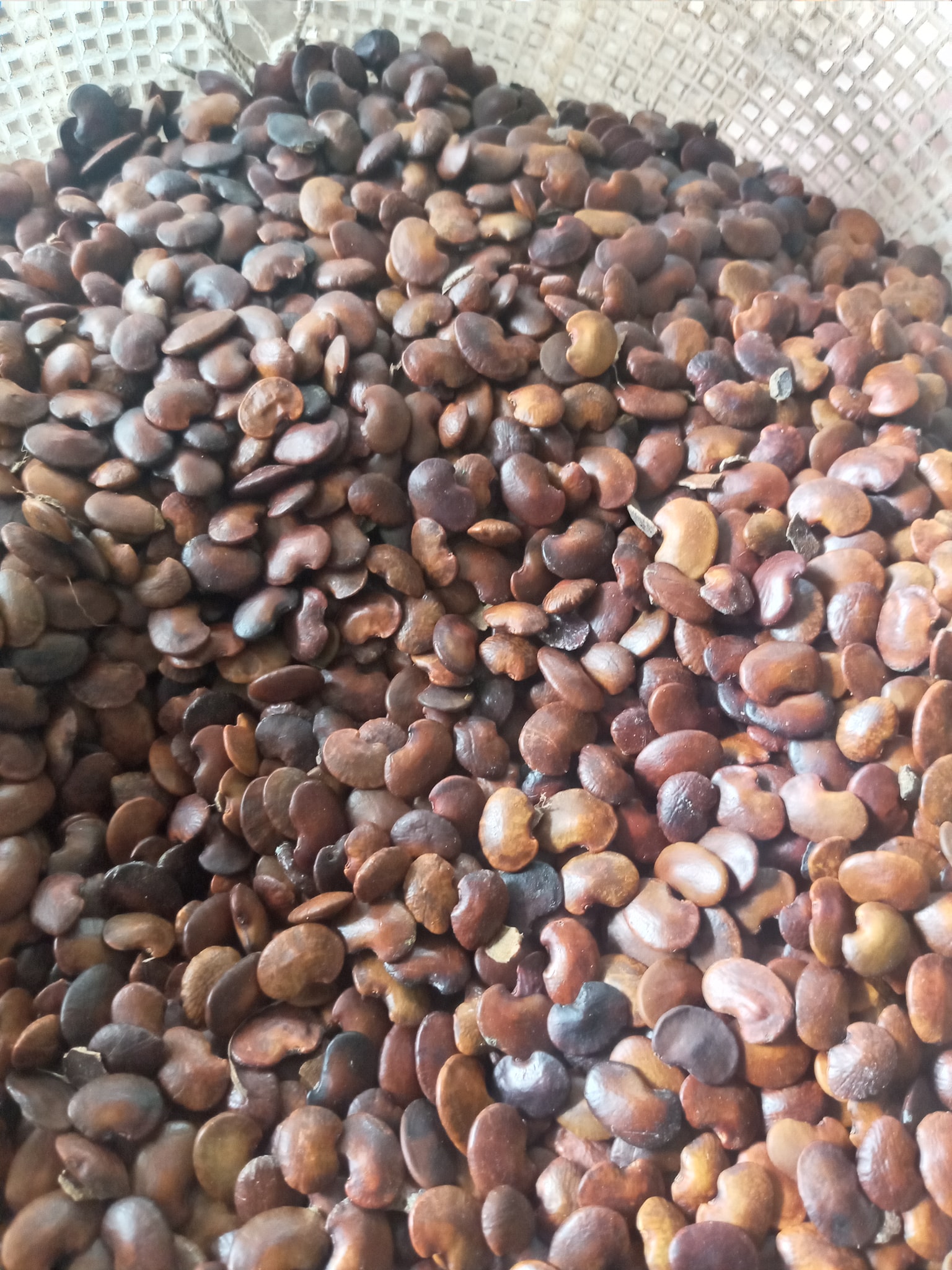 Hạt giống cẩm lai rừng