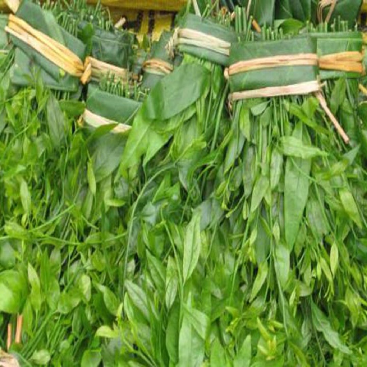 Cây rau Sắng rừng (rau Ngót rừng)