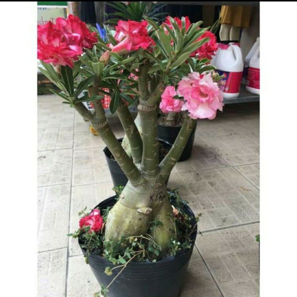 Cây Giống Hoa Sứ Thái