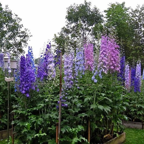 Hạt giống hoa phi yến nhiều màu - 50hạt/gói - VTNN2