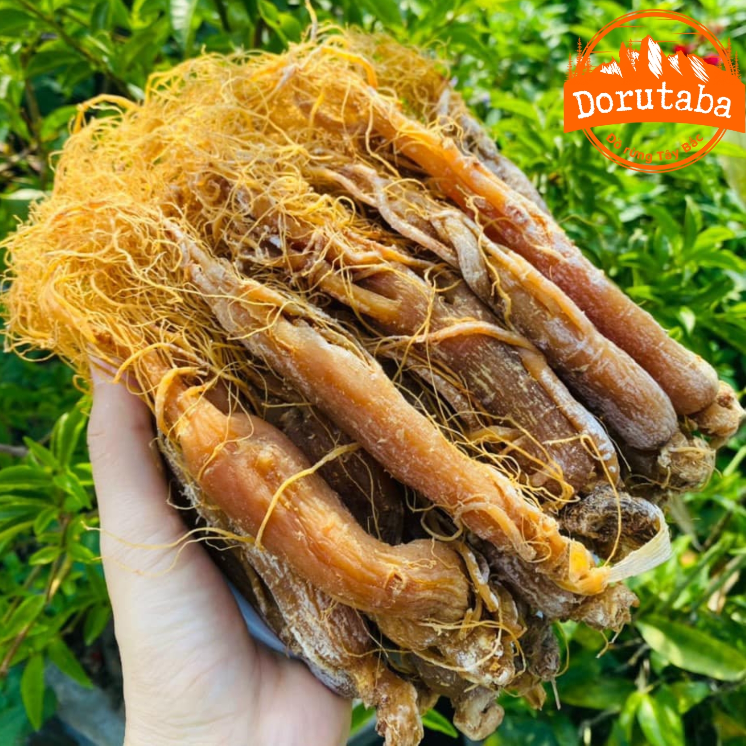 Hồng sâm sấy dẻo Vị thuốc quý từ tự nhiên Hồng sâm sấy dẻo Vị thuốc quý từ tự nhiên