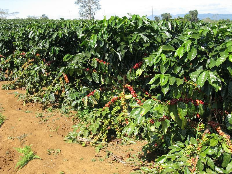 Cây cà phê arabica giống