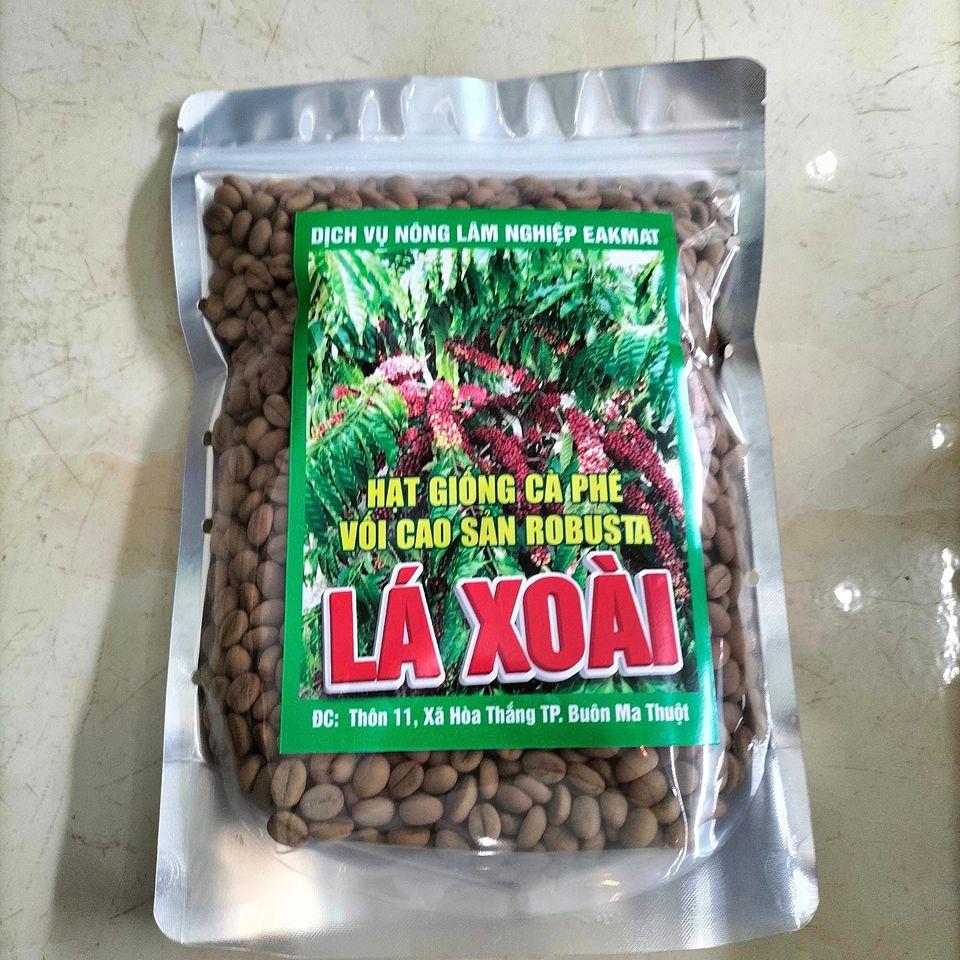 1kg hạt cà phê giống lá xoài
