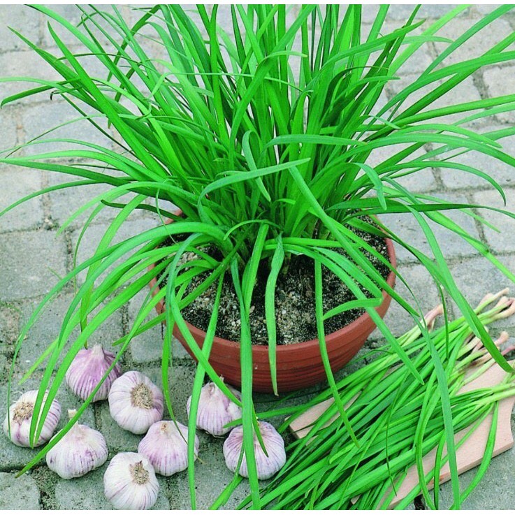 Hạt giống rau hẹ ta -gói 1 gram(tặng kèm phân bón)