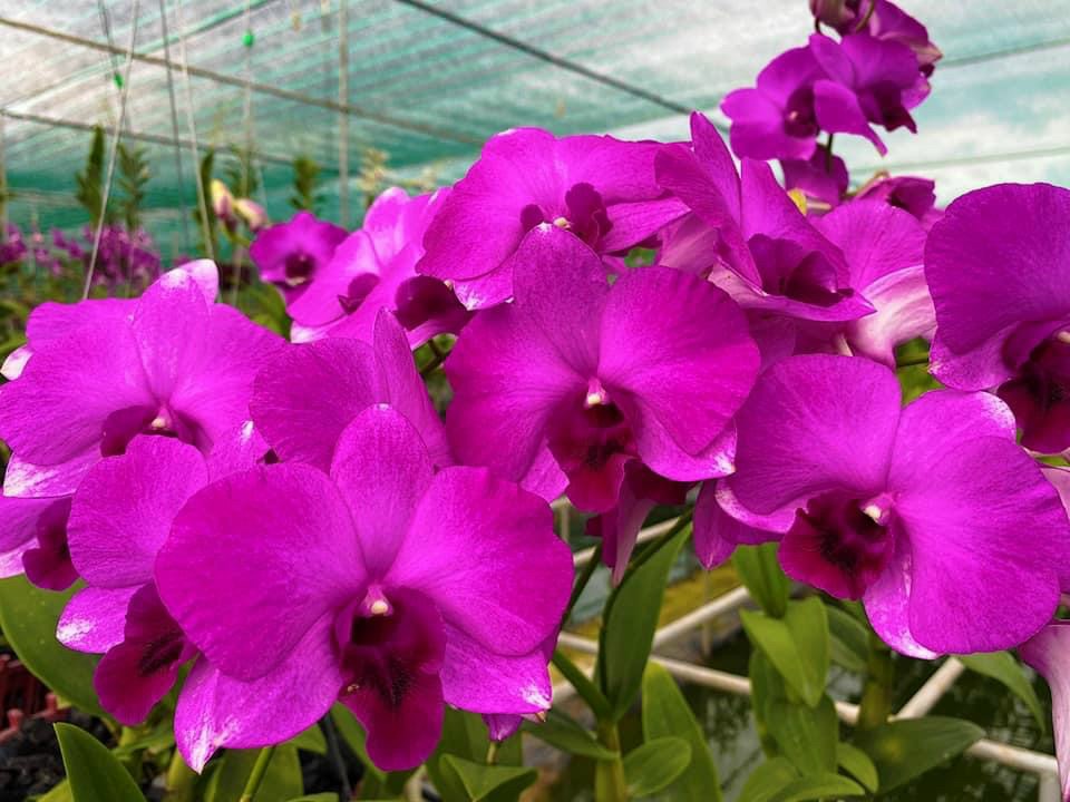 HOA LAN DEN LAI HỒ ĐIỆP TÍM
