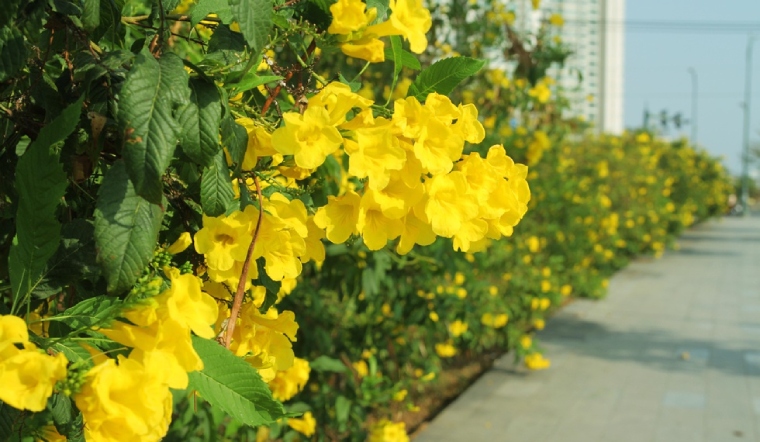 Cây hoàng yến/ chuông vàng- Hoa đẹp trang trí sân vườn- Hoa kiểng Nguyễn Lộc