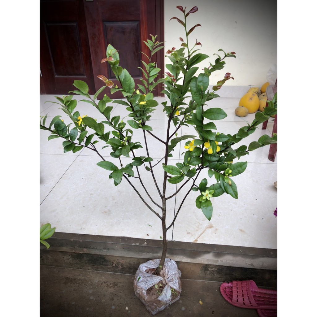 Cây mai tứ quý cao 90cm-1m (ảnh thật số 2)