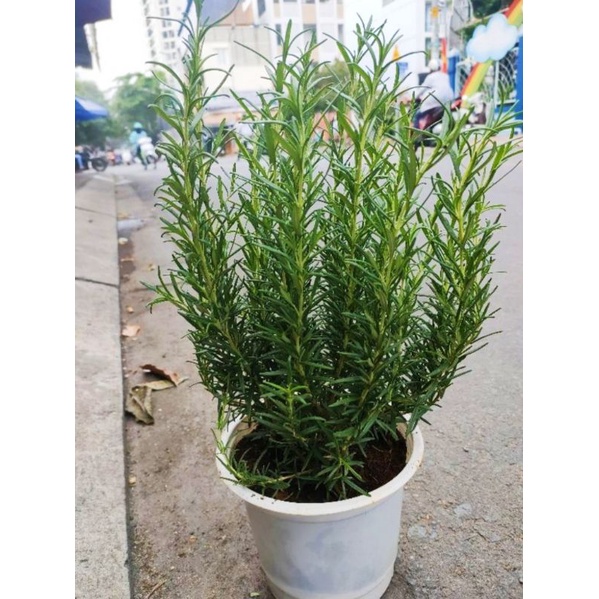 Cây gia vị hương thảo bụi lớn