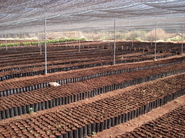 Đất đỏ Bazan nguyên chất- trồng hồng,rau,cây ăn quả