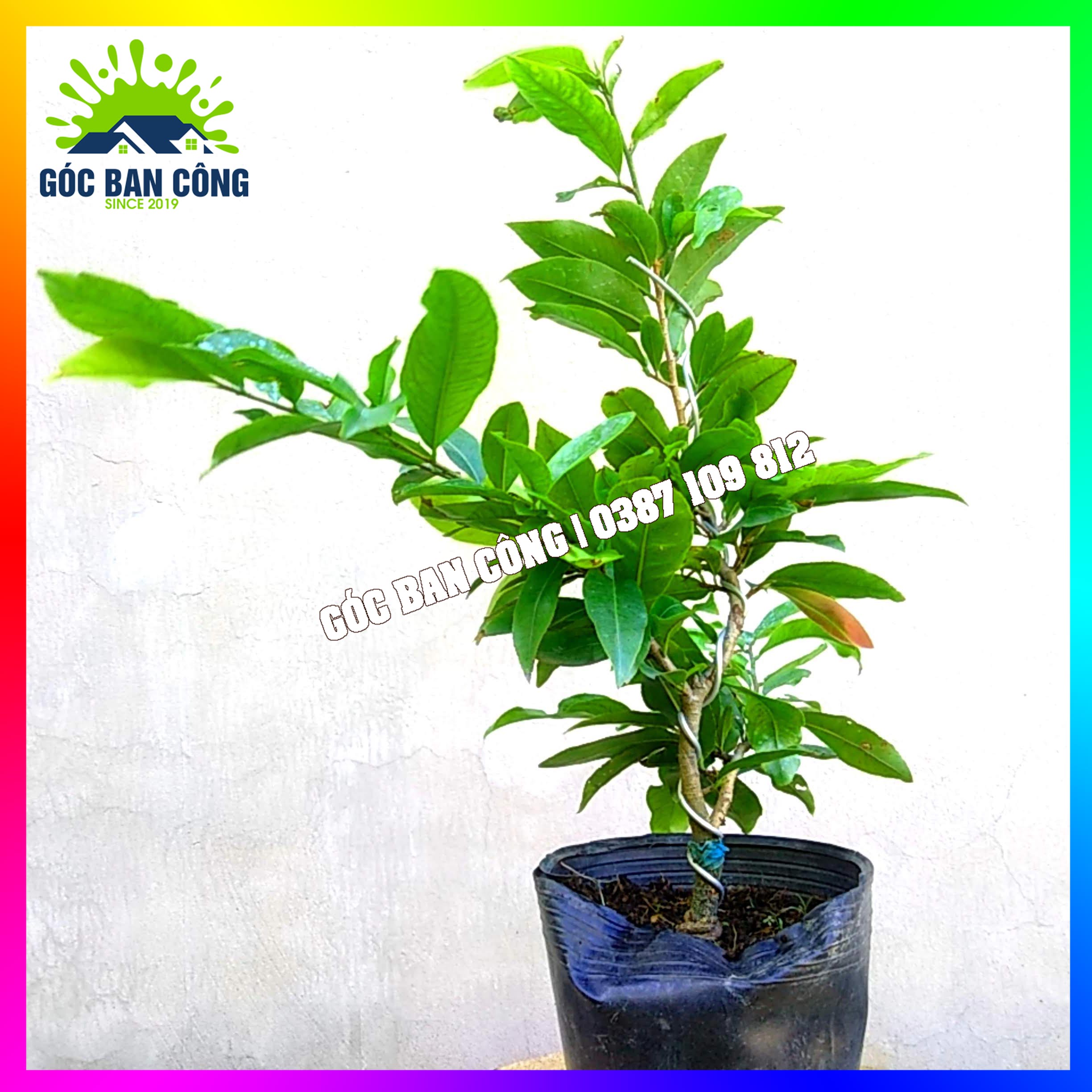 Mai Vàng Bonsai Mini